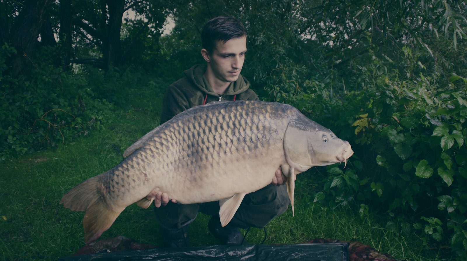 Styria Carp