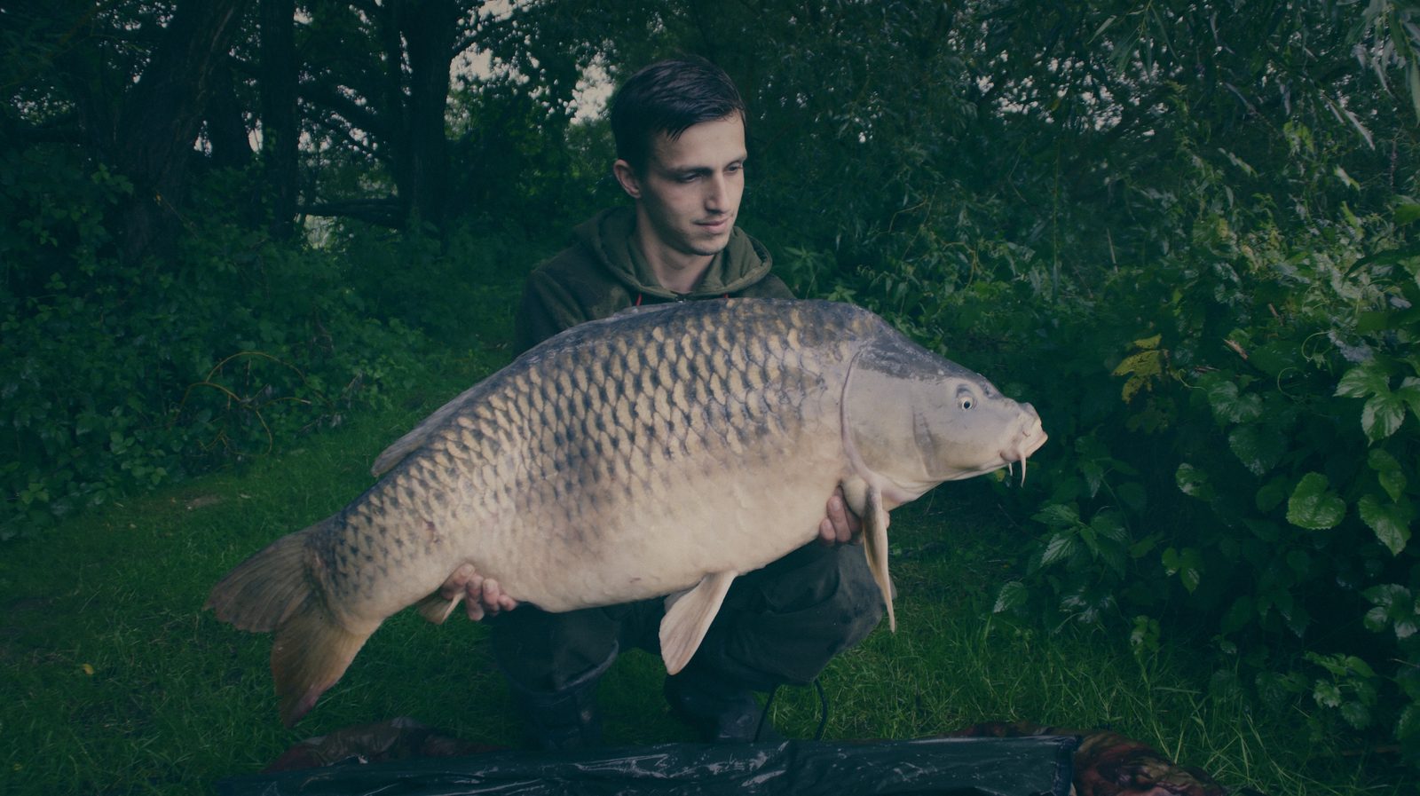 Styria Carp