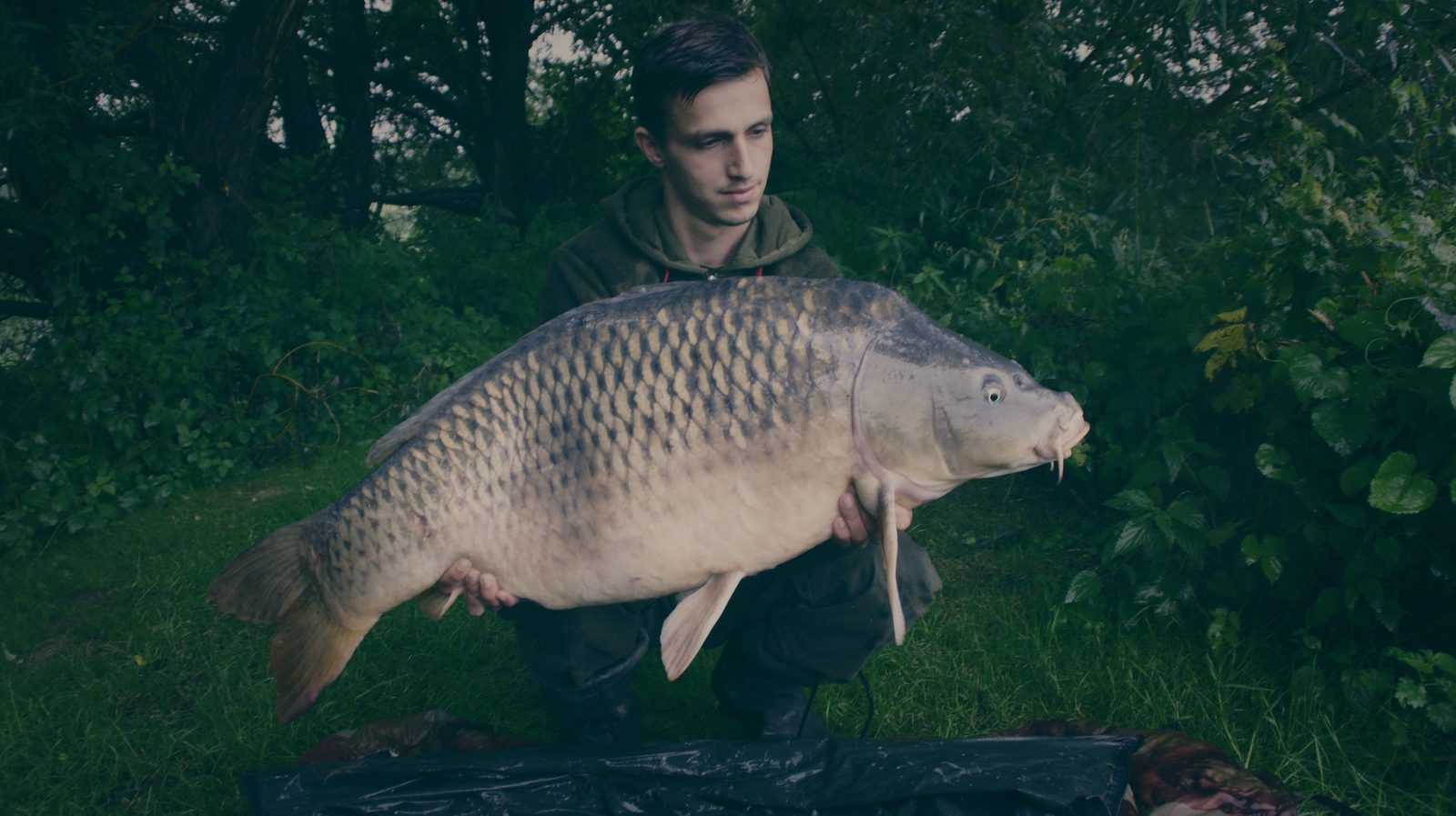 Styria Carp