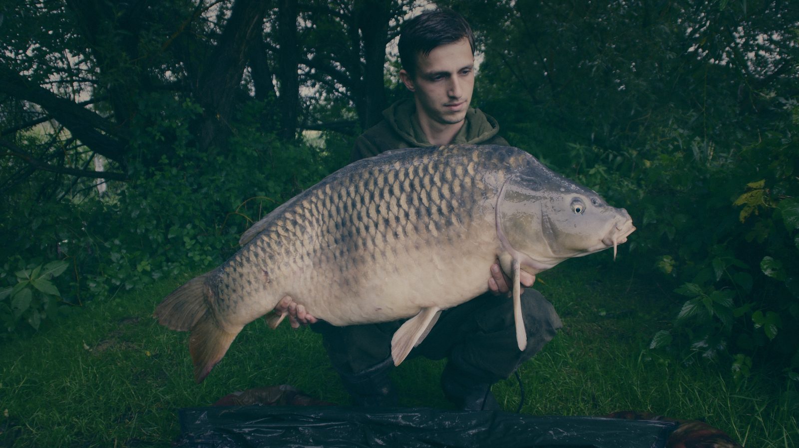 Styria Carp