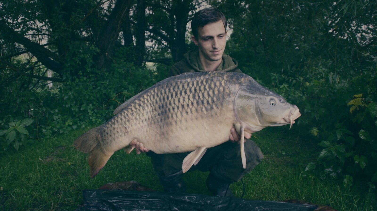 Styria Carp
