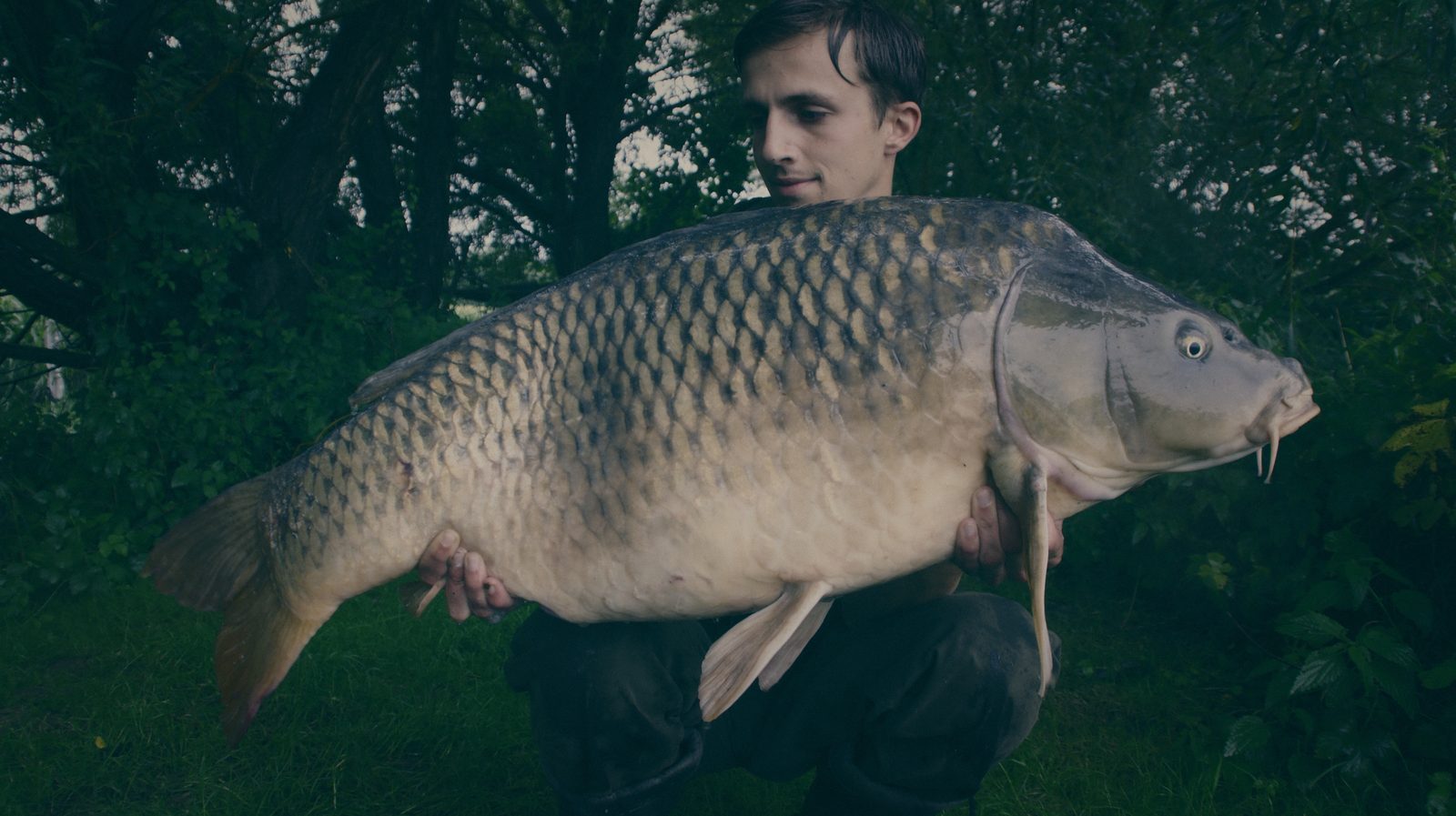 Styria Carp