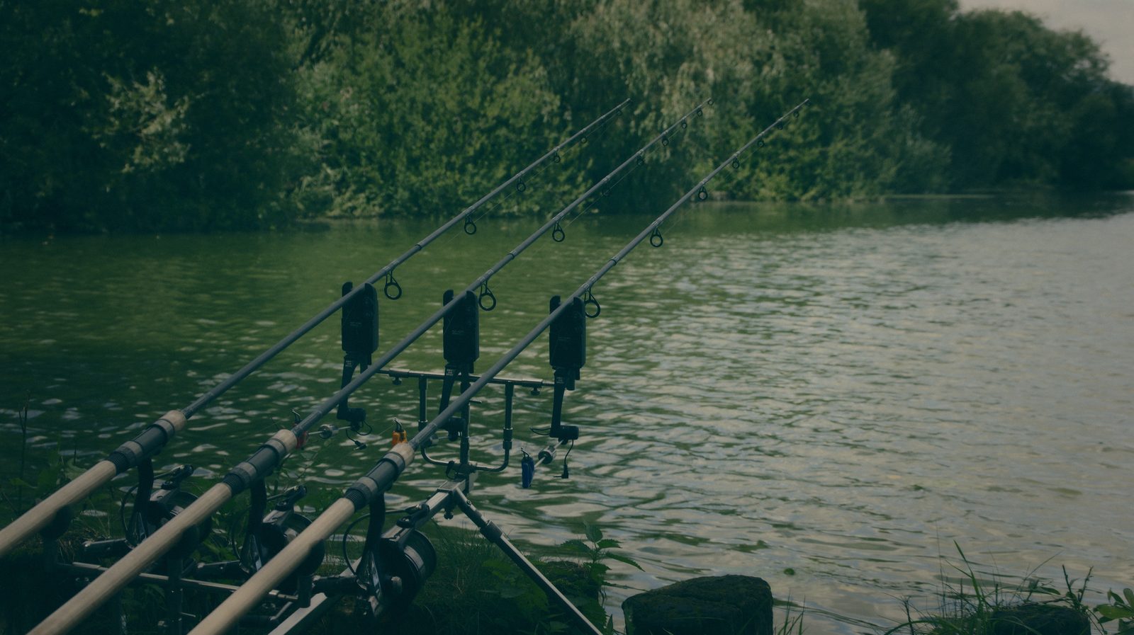 Styria Carp
