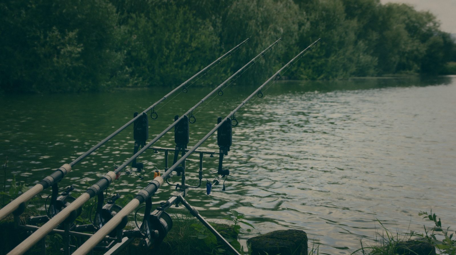 Styria Carp