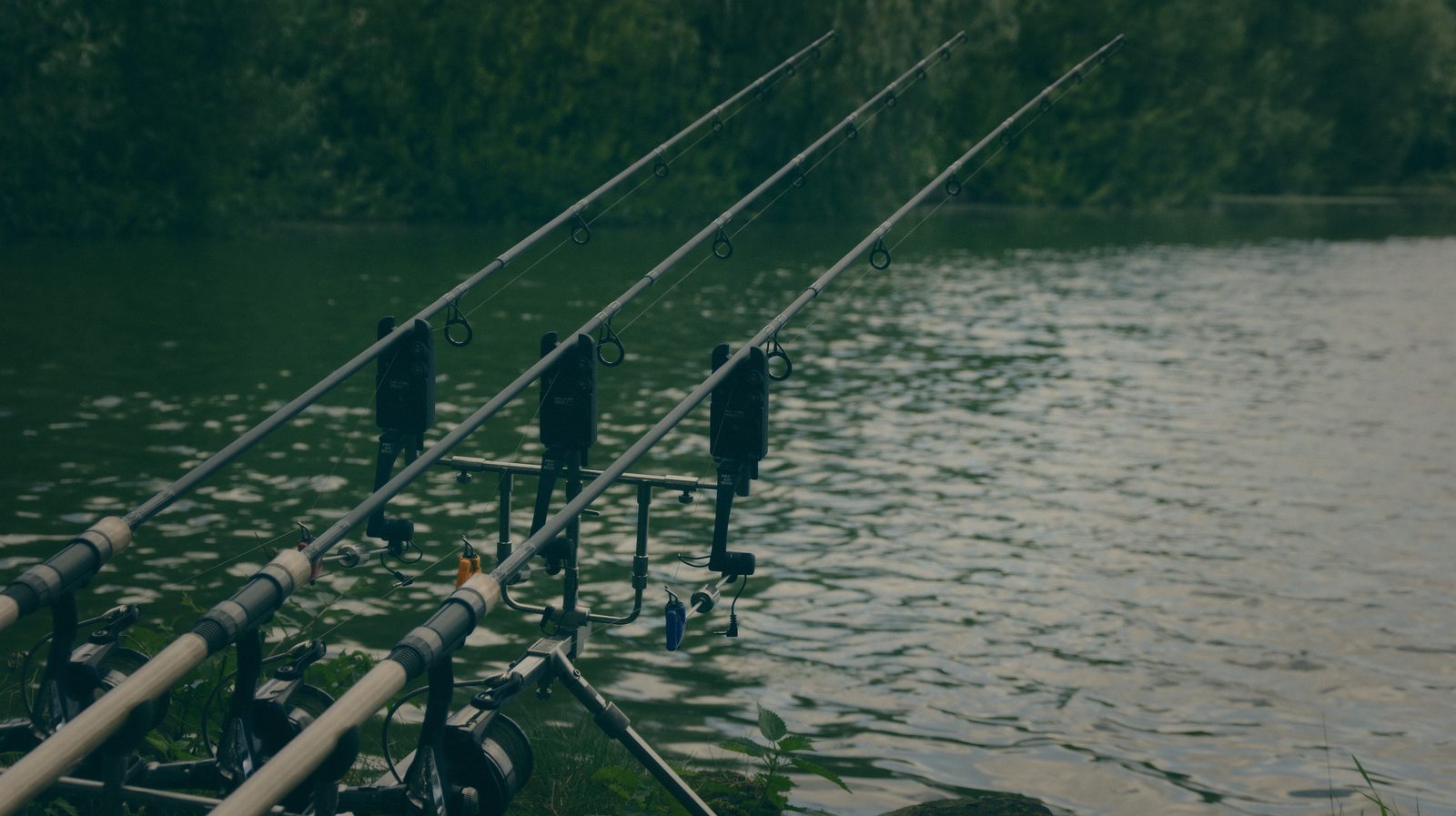 Styria Carp