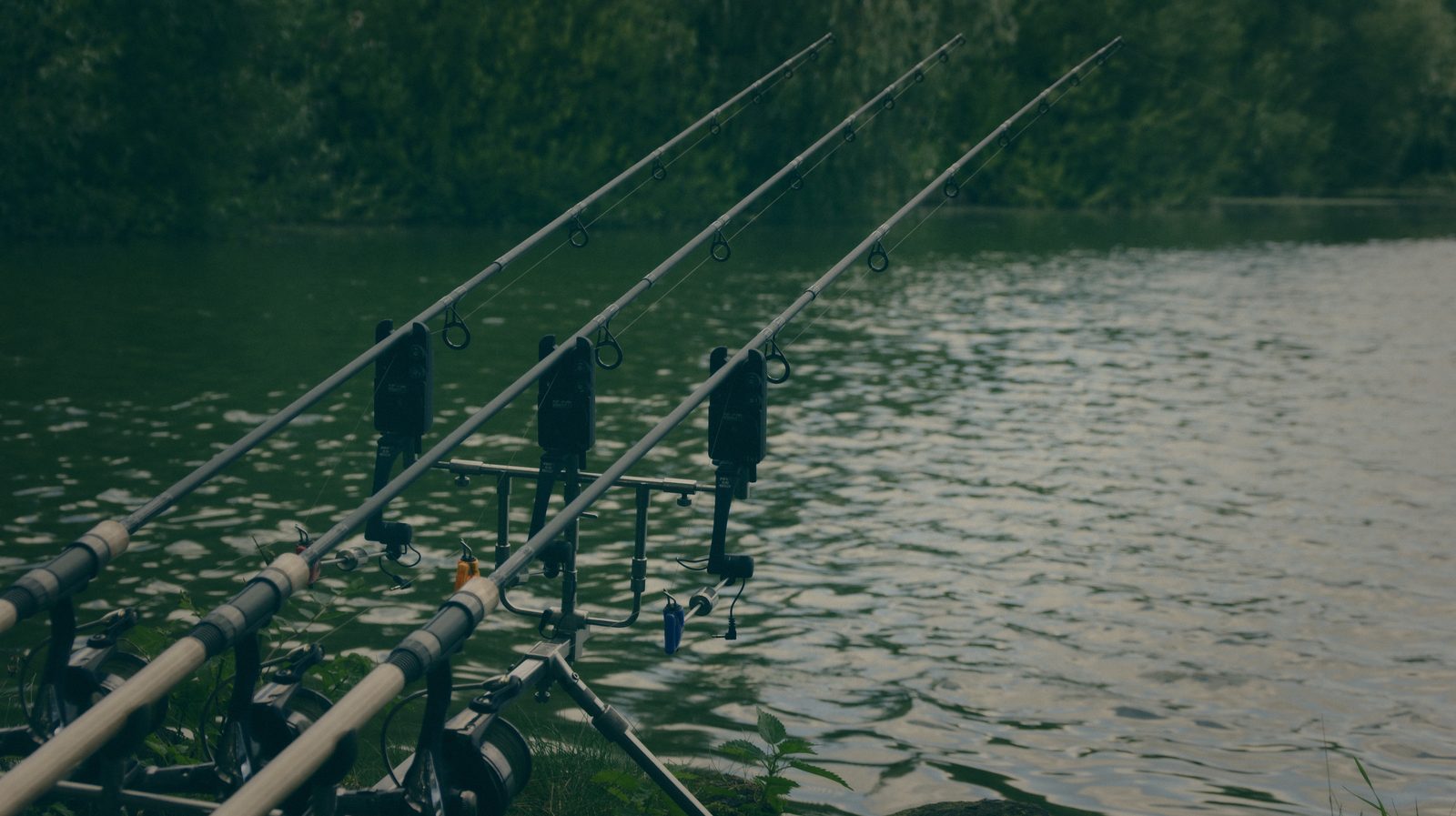 Styria Carp
