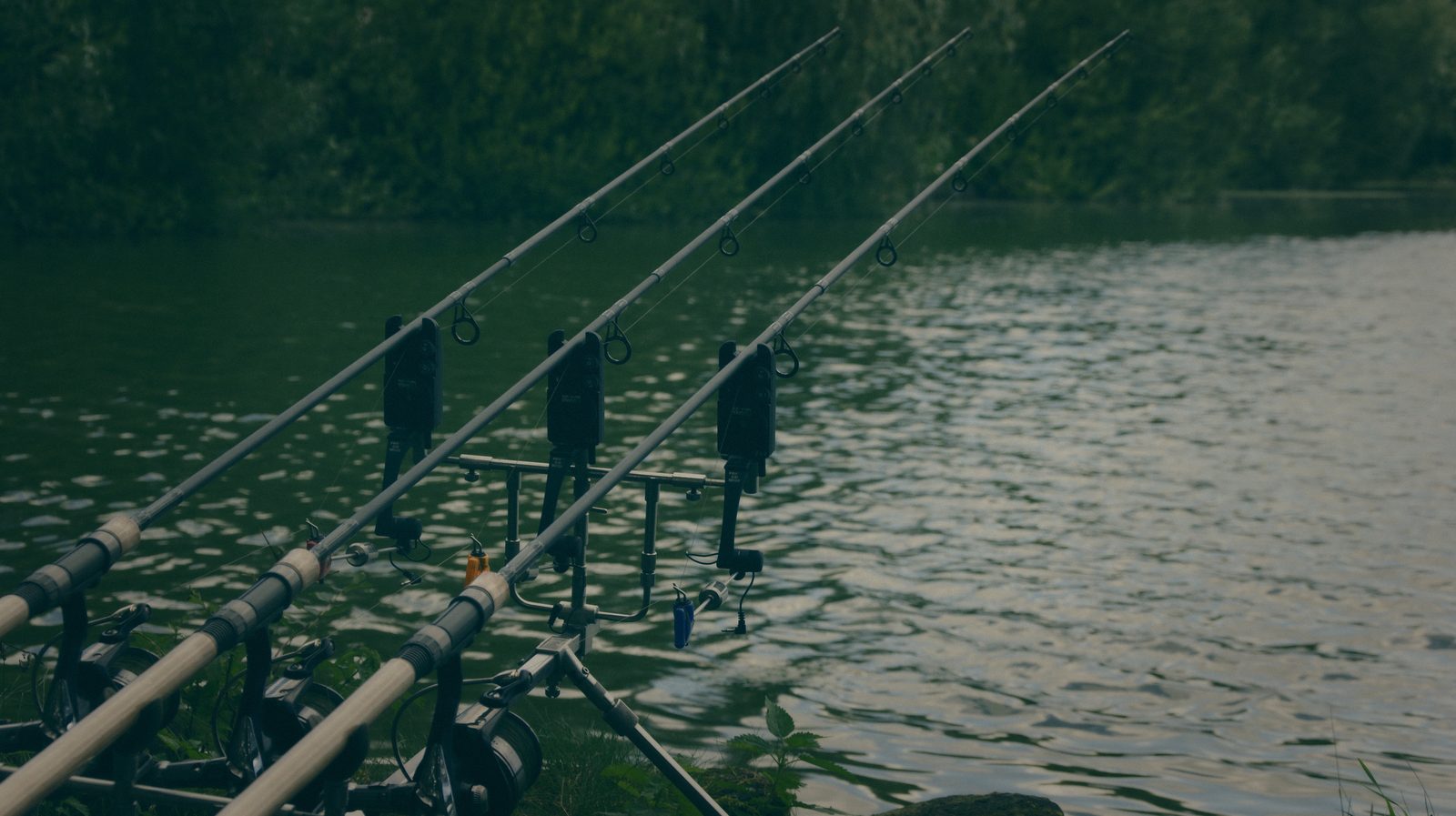 Styria Carp