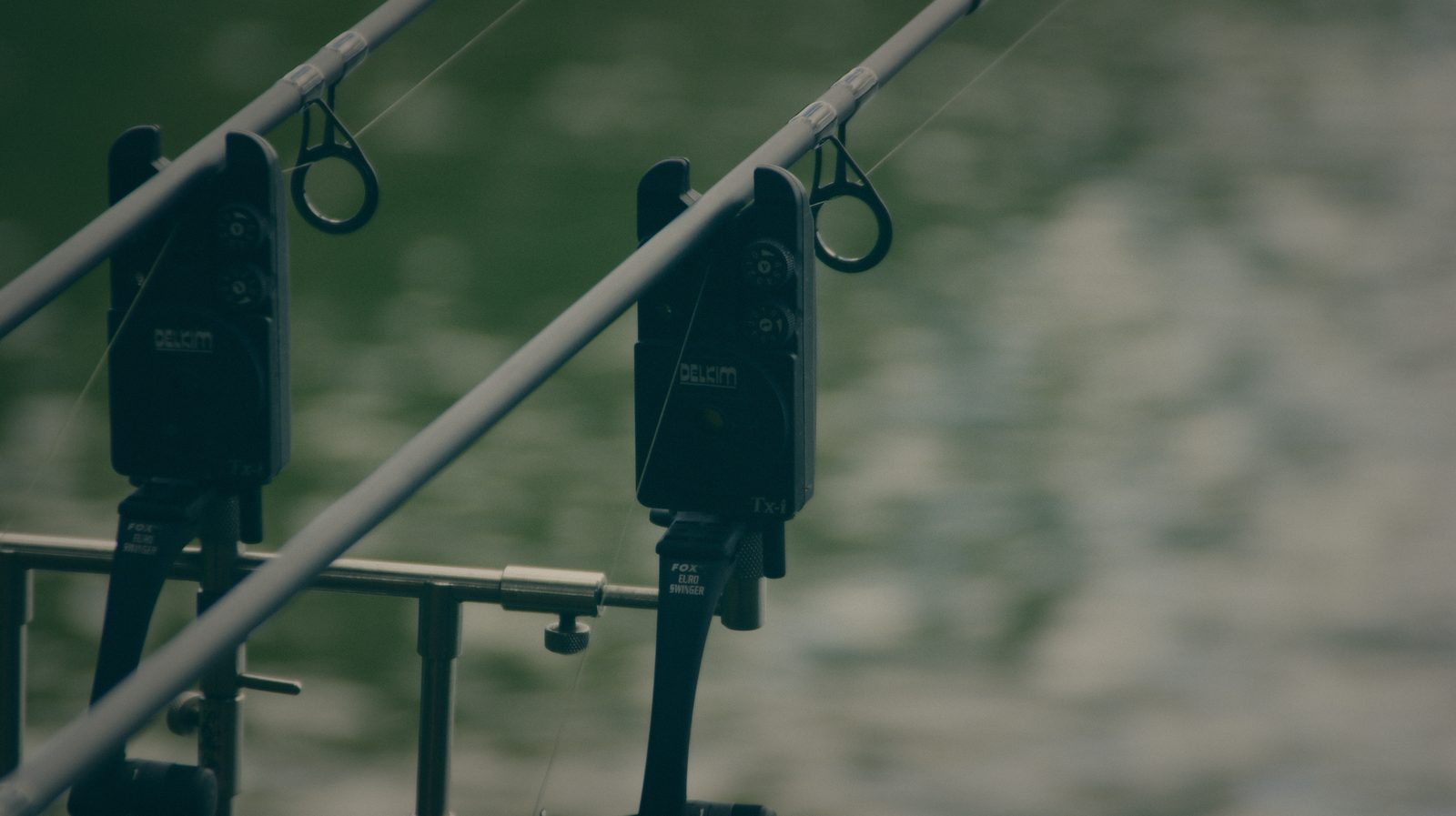 Styria Carp