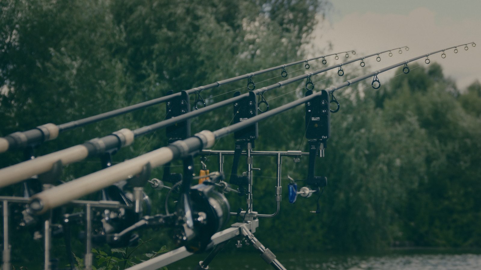 Styria Carp