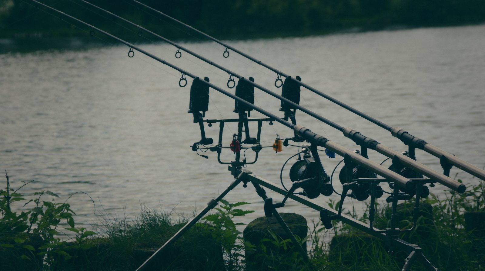 Styria Carp