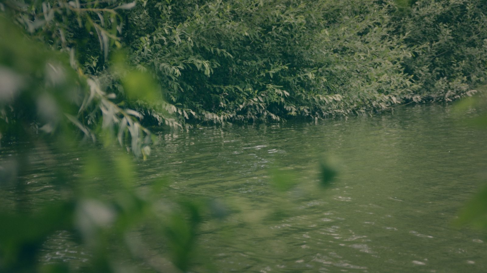Styria Carp