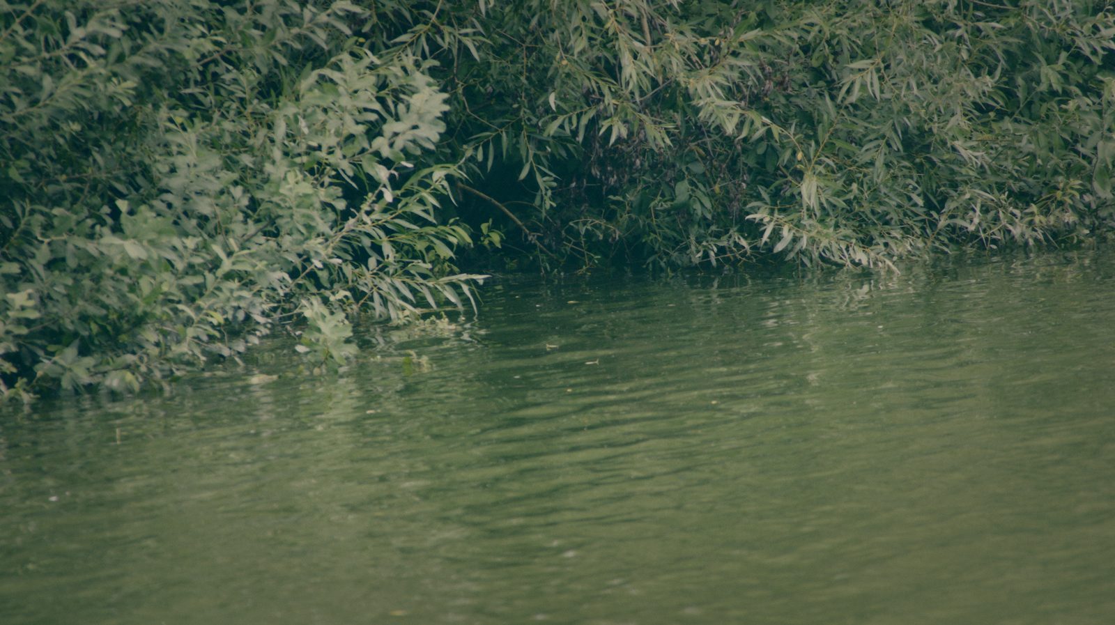 Styria Carp
