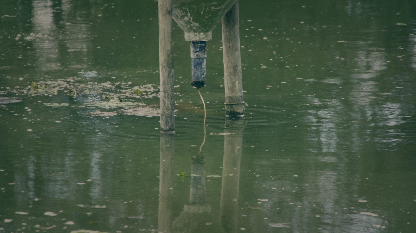 Styria Carp
