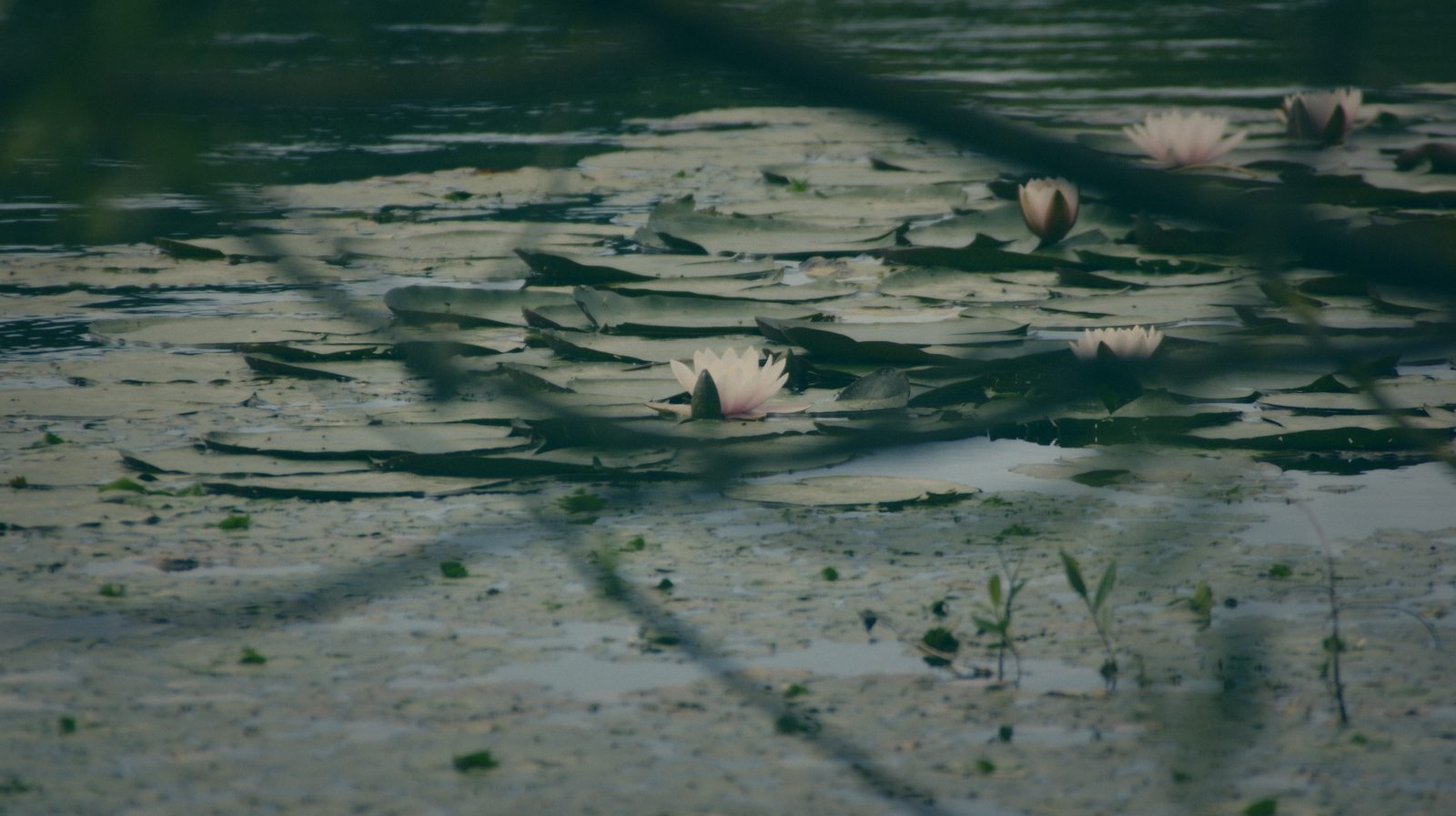Styria Carp