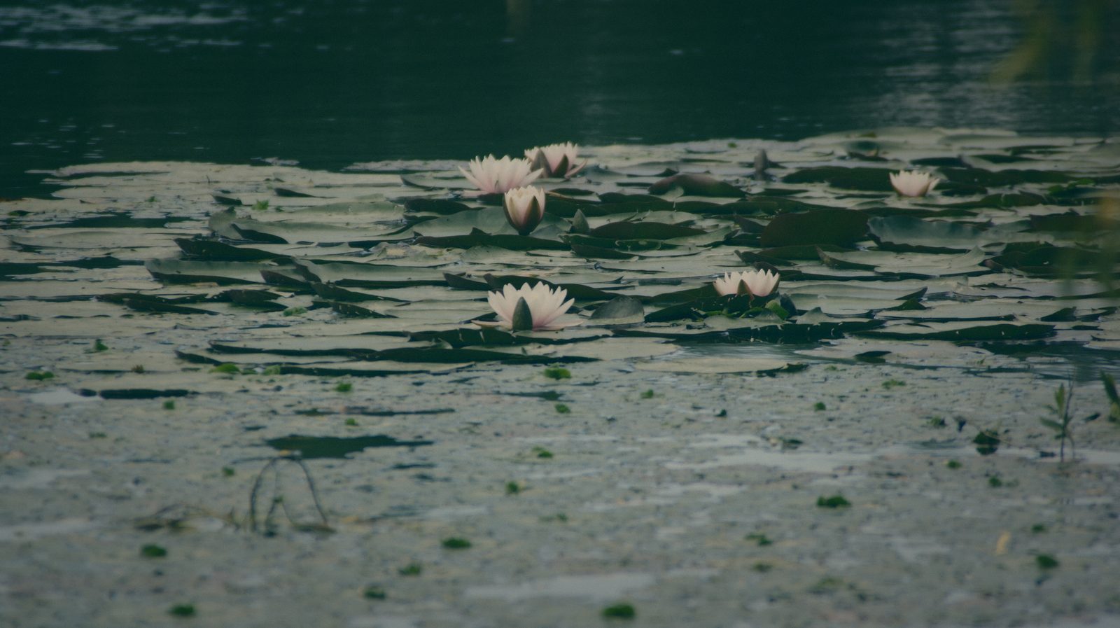 Styria Carp