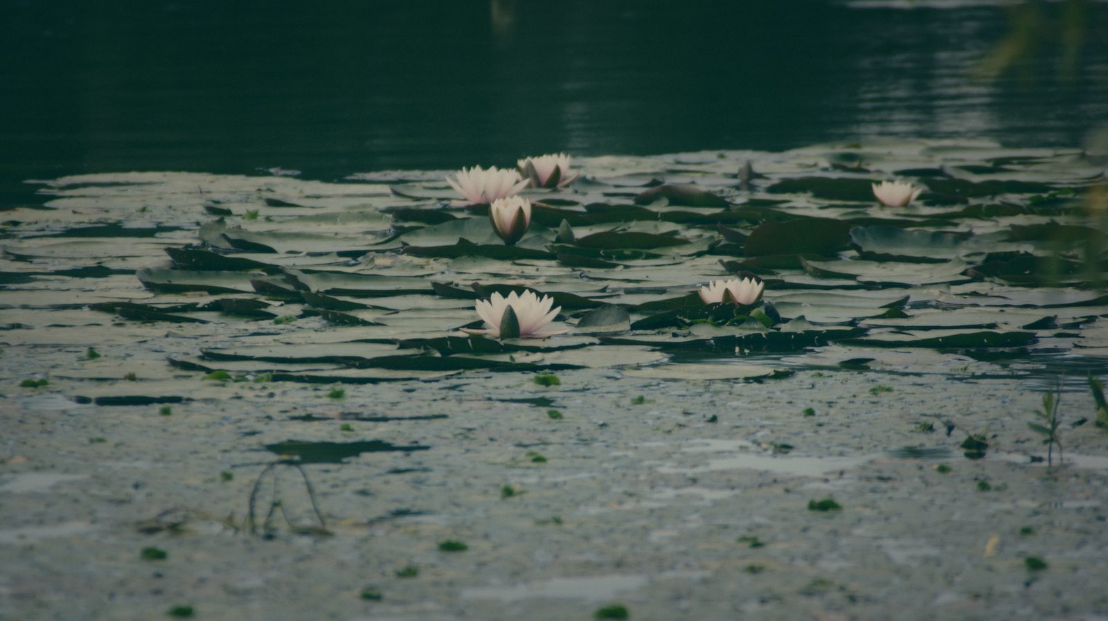 Styria Carp