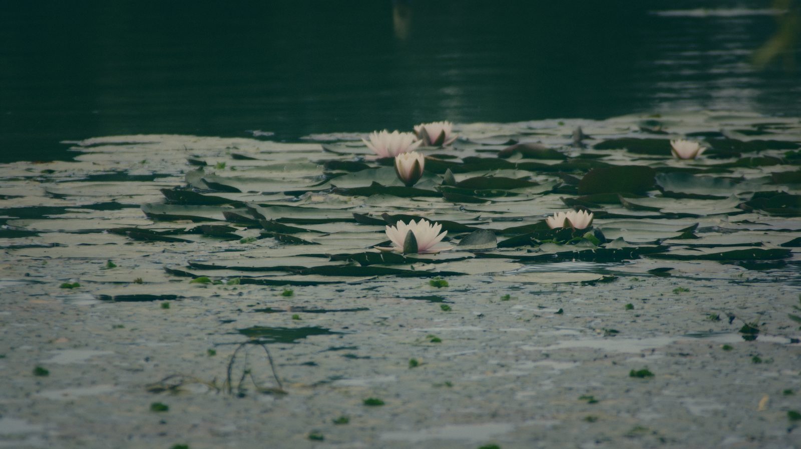 Styria Carp
