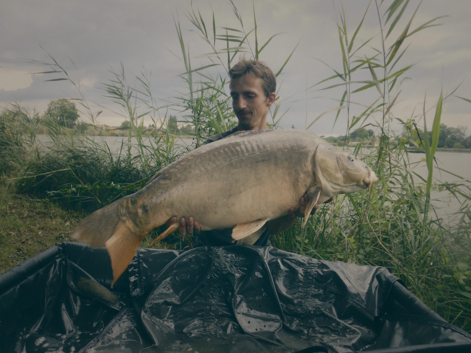 Styria Carp