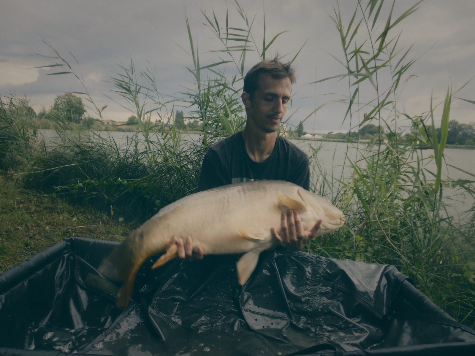 Styria Carp