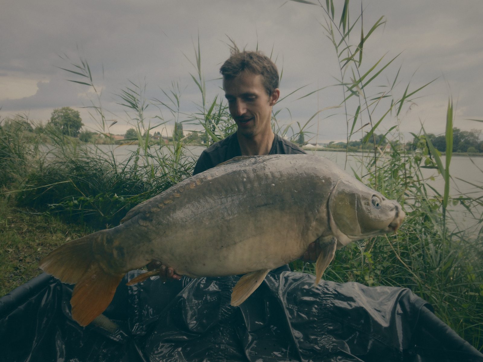 Styria Carp