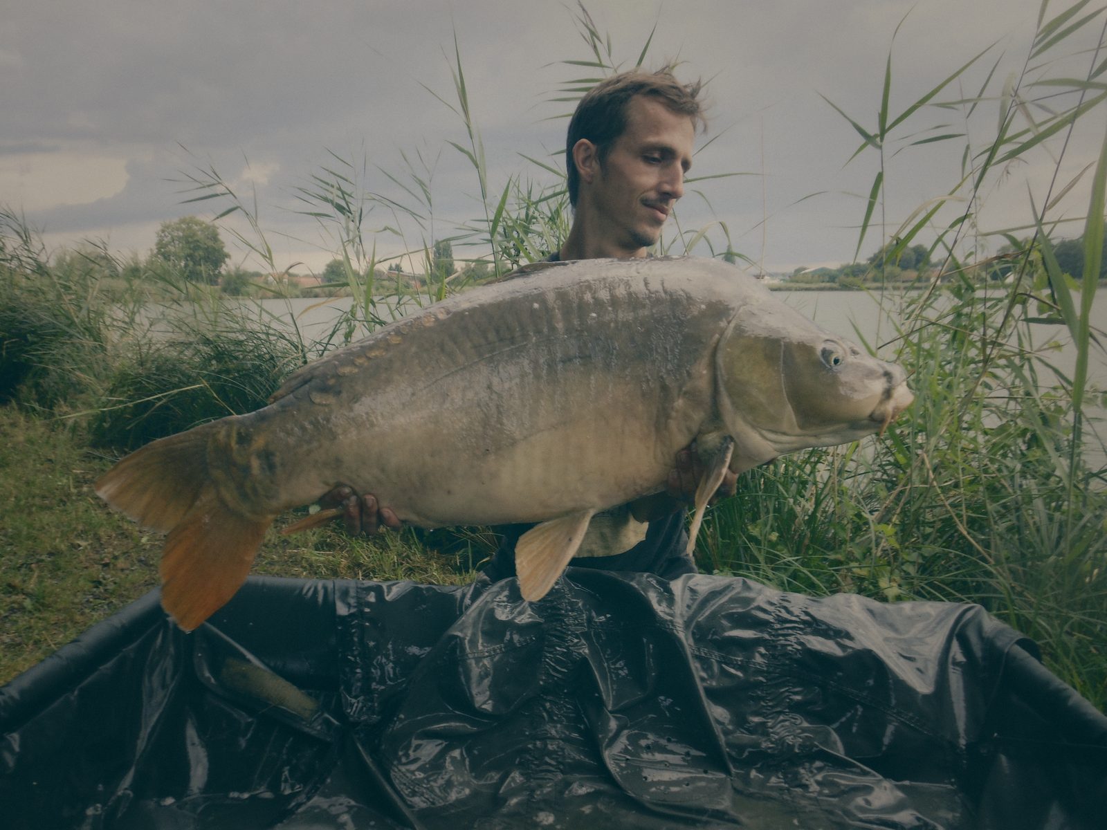 Styria Carp