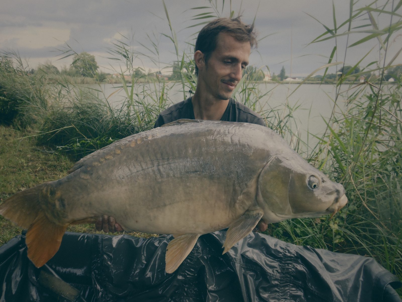 Styria Carp