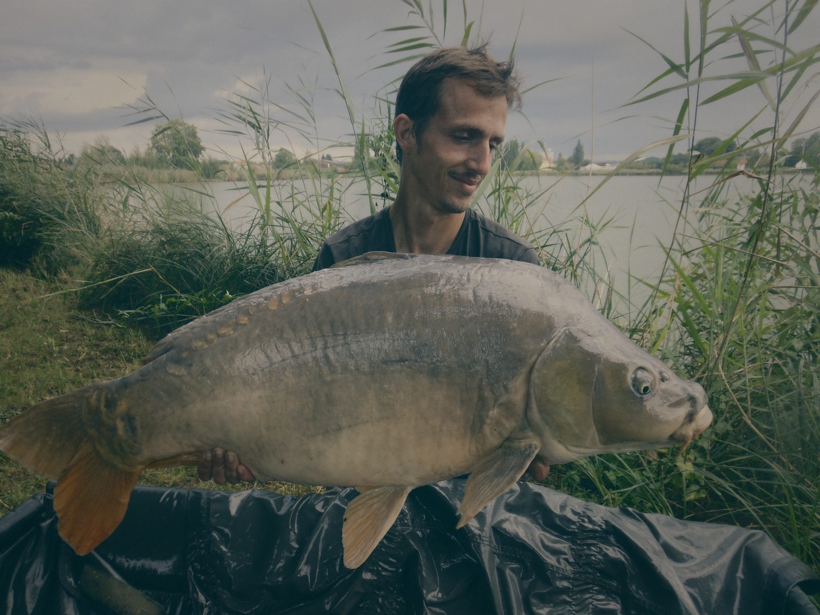 Styria Carp