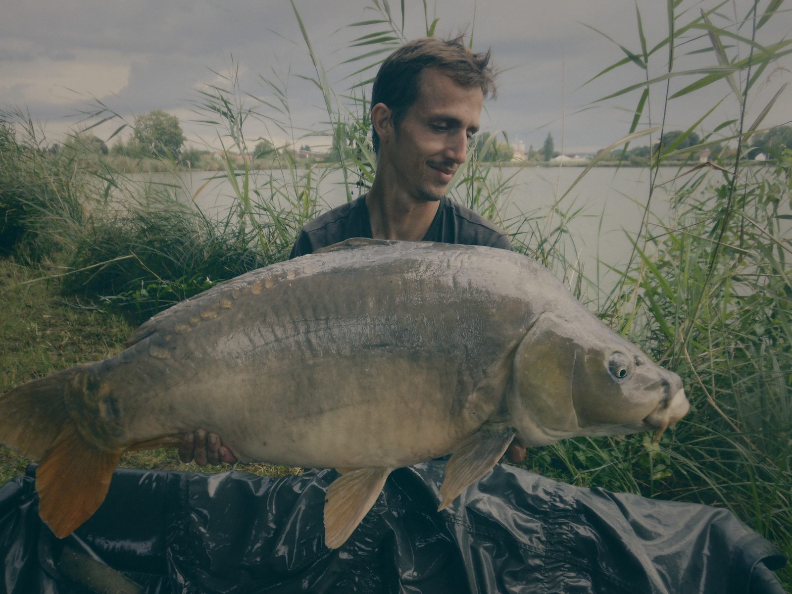 Styria Carp