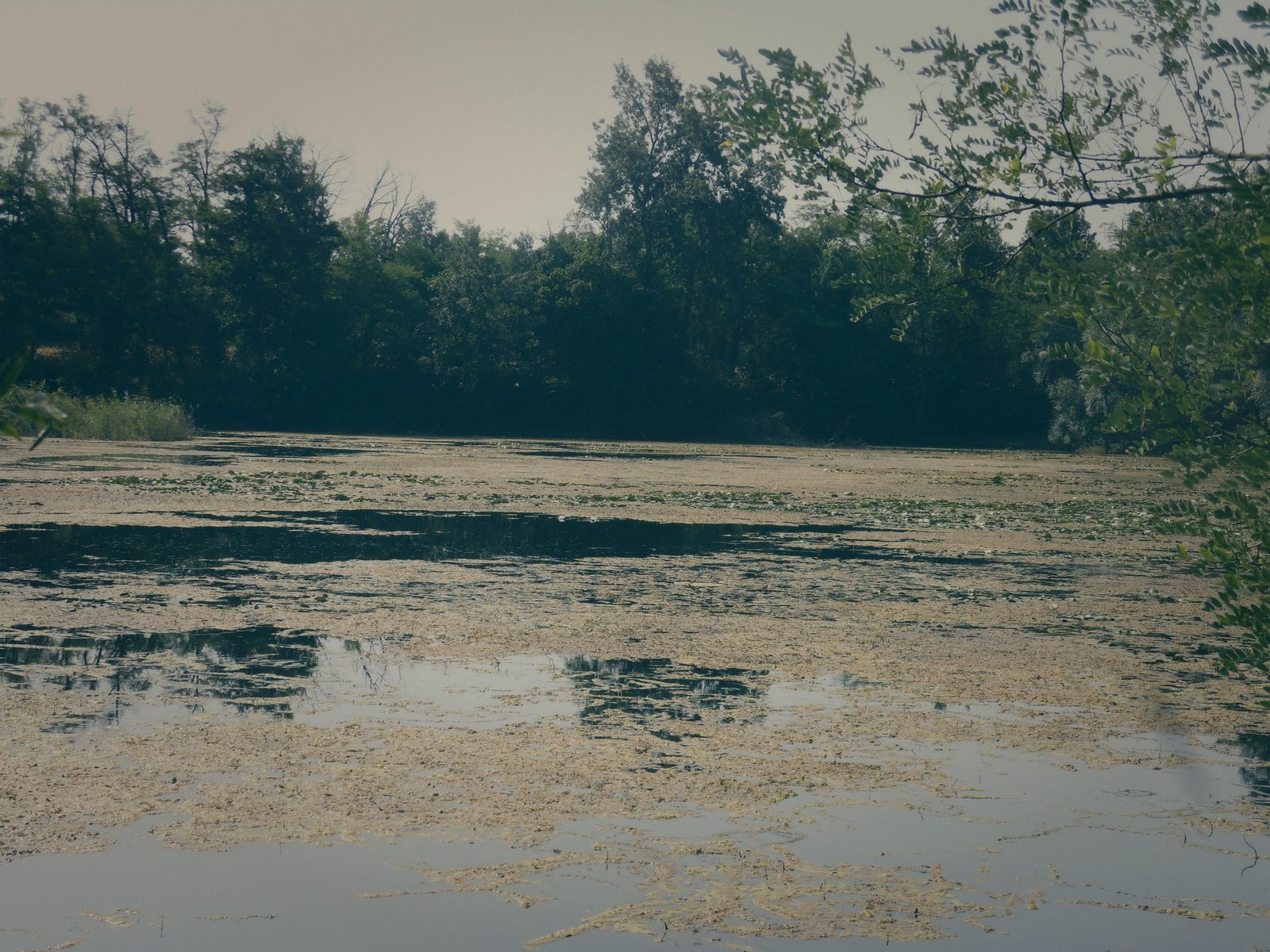 Styria Carp