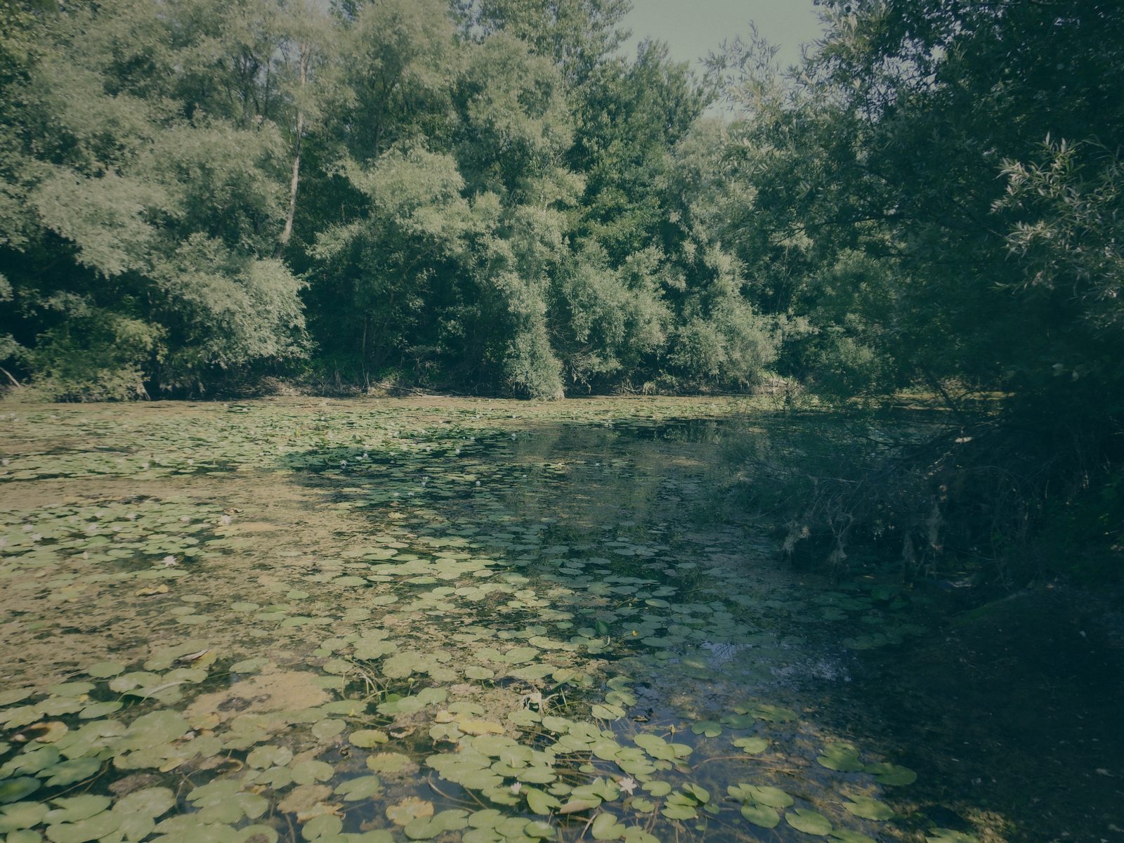 Styria Carp