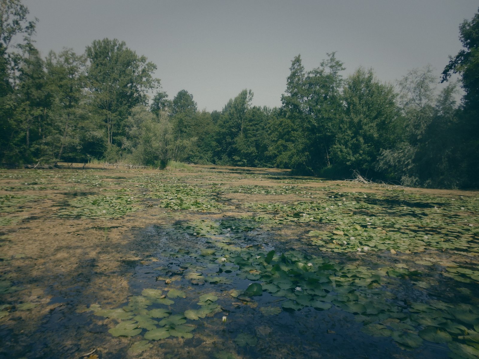 Styria Carp