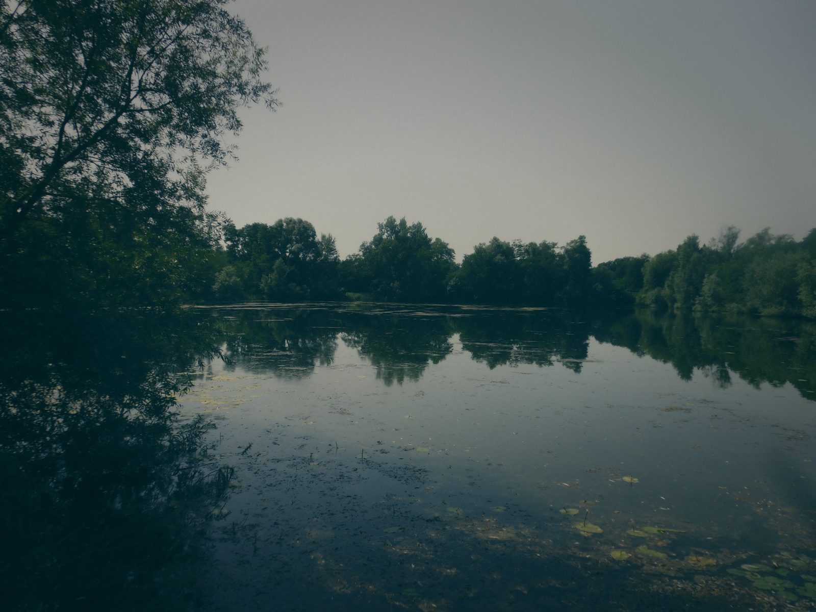 Styria Carp