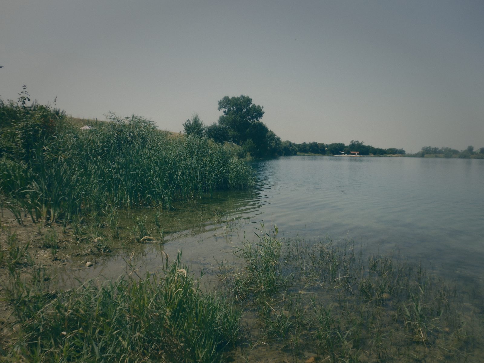 Styria Carp