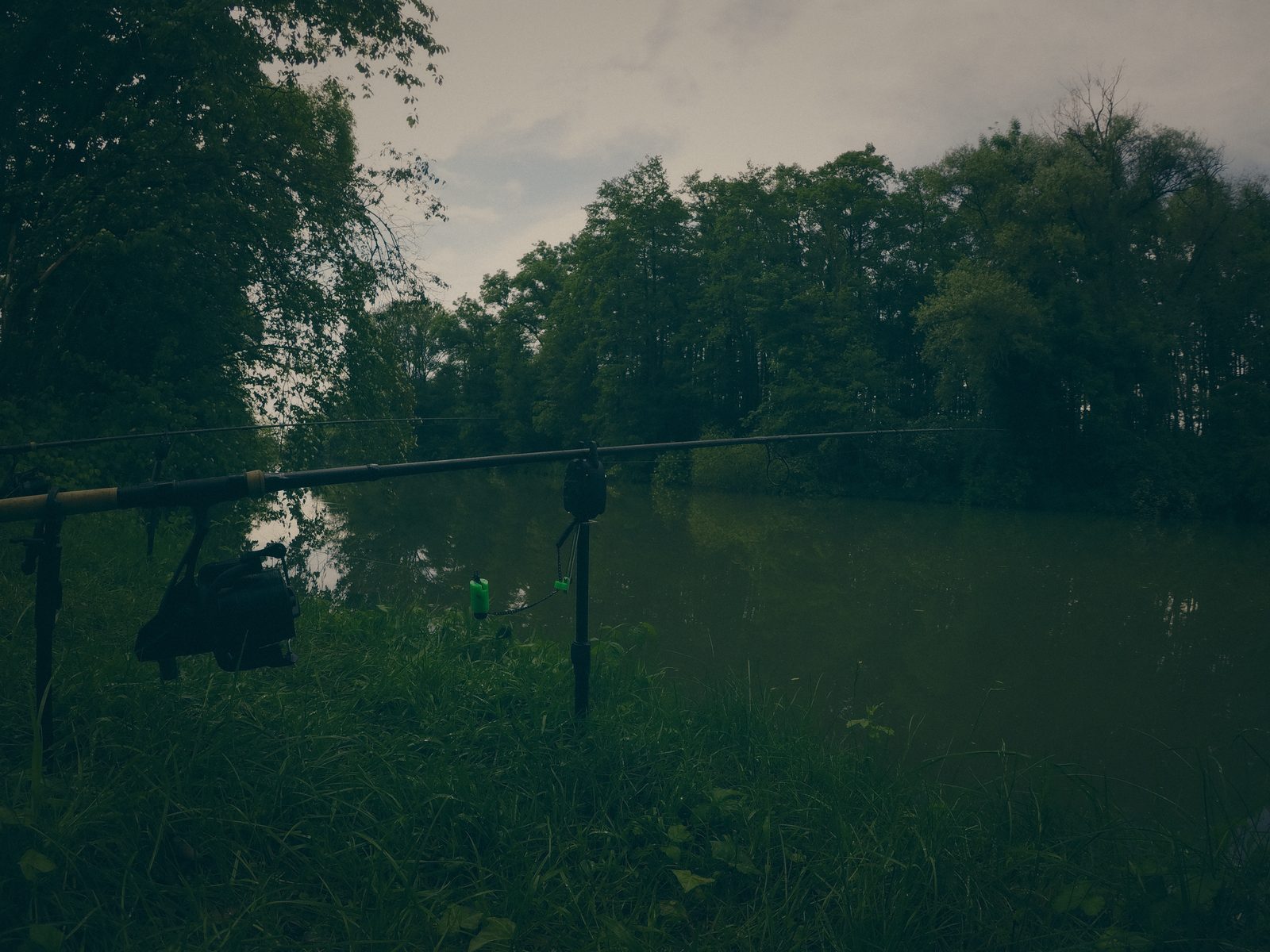 Styria Carp