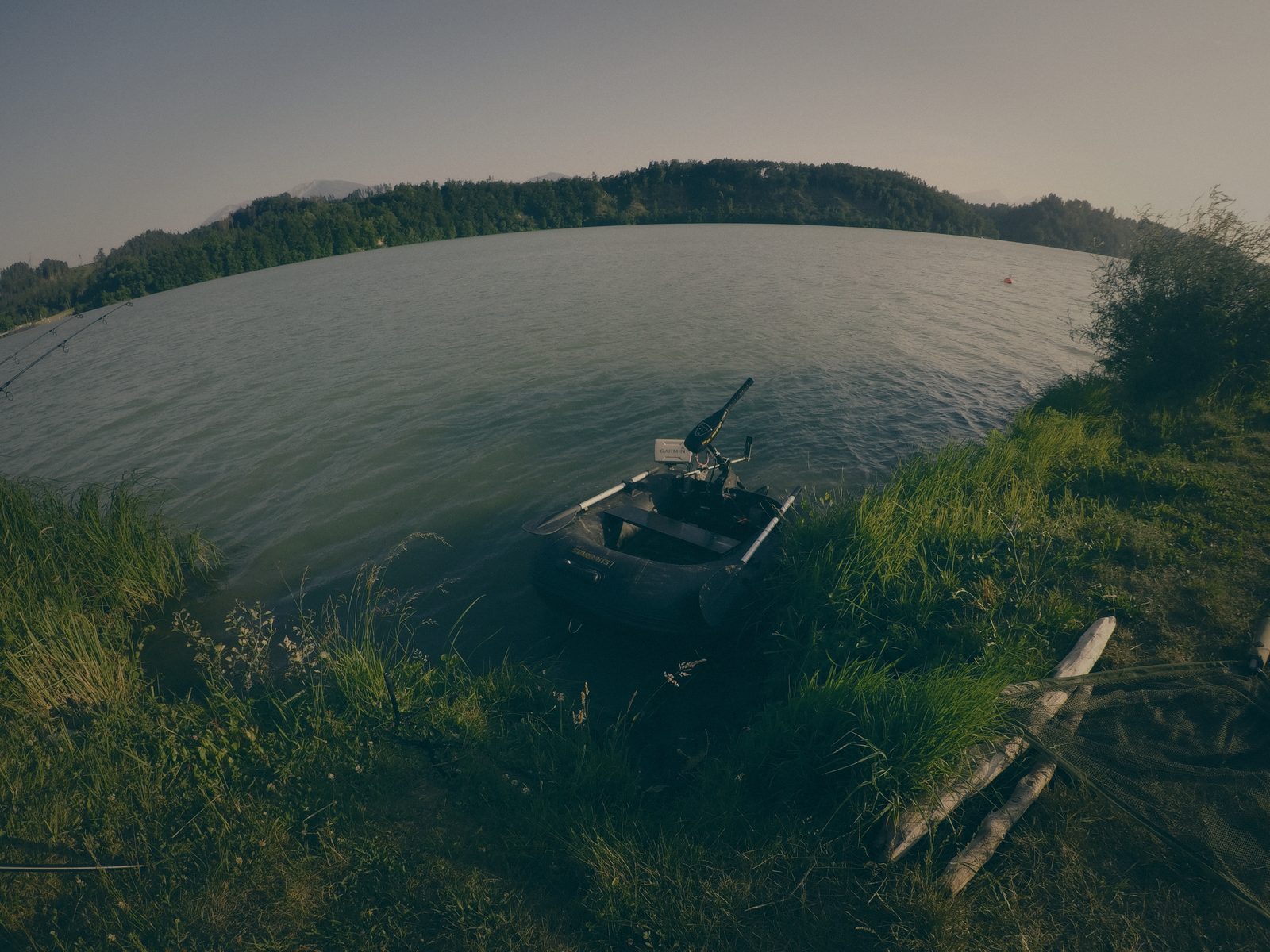 Styria Carp