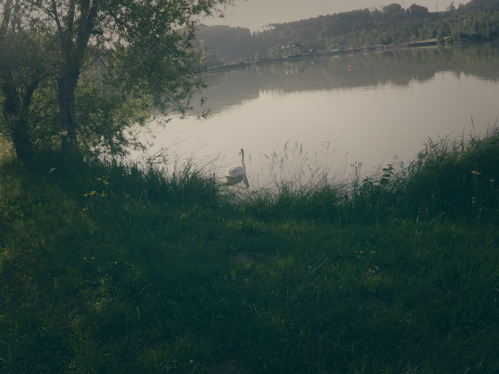 Styria Carp