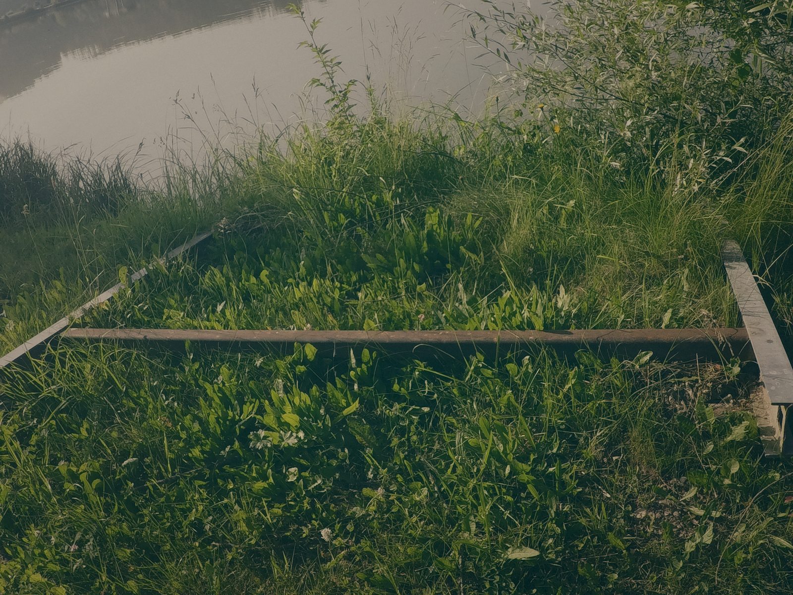 Styria Carp