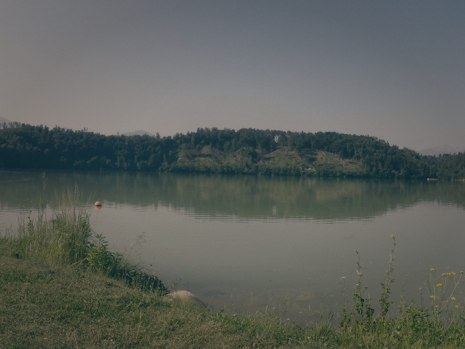 Styria Carp
