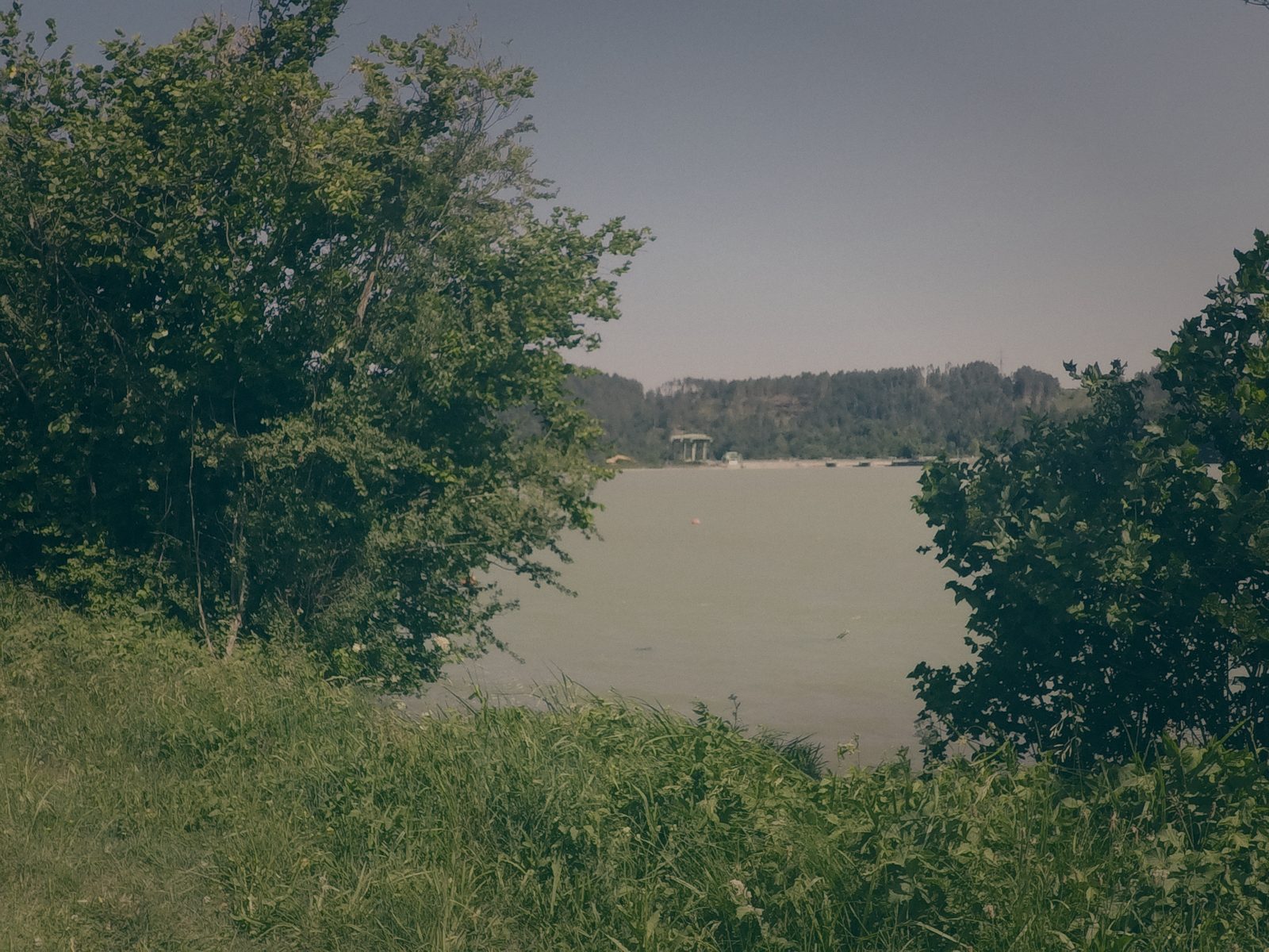 Styria Carp