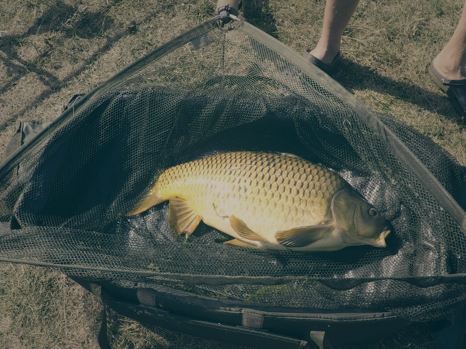 Styria Carp