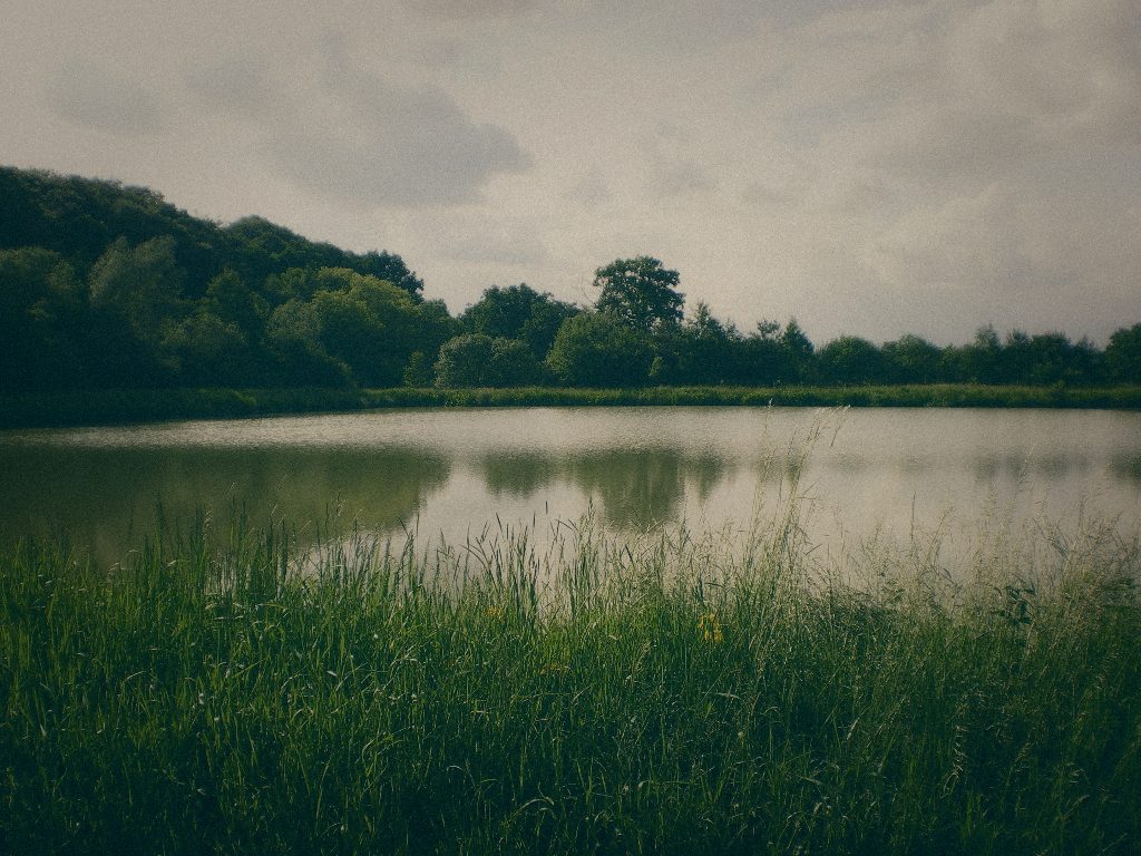 Styria Carp