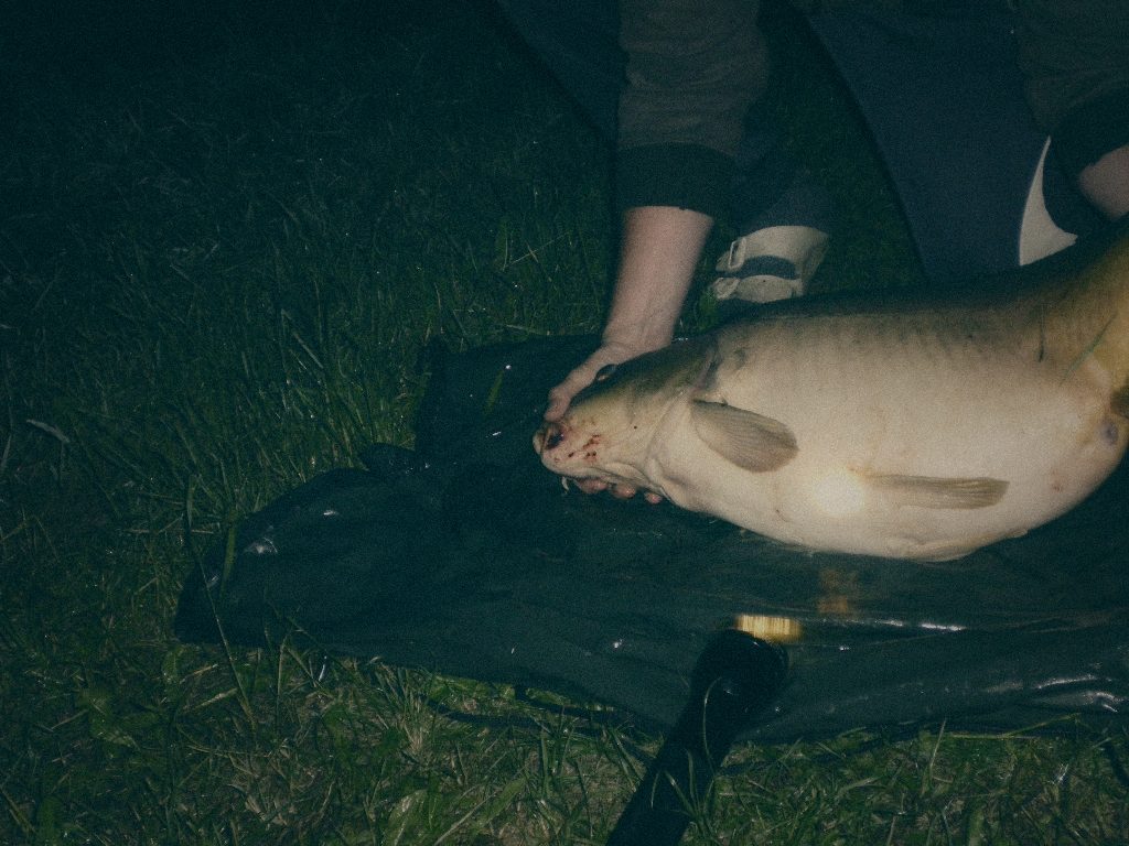 Styria Carp
