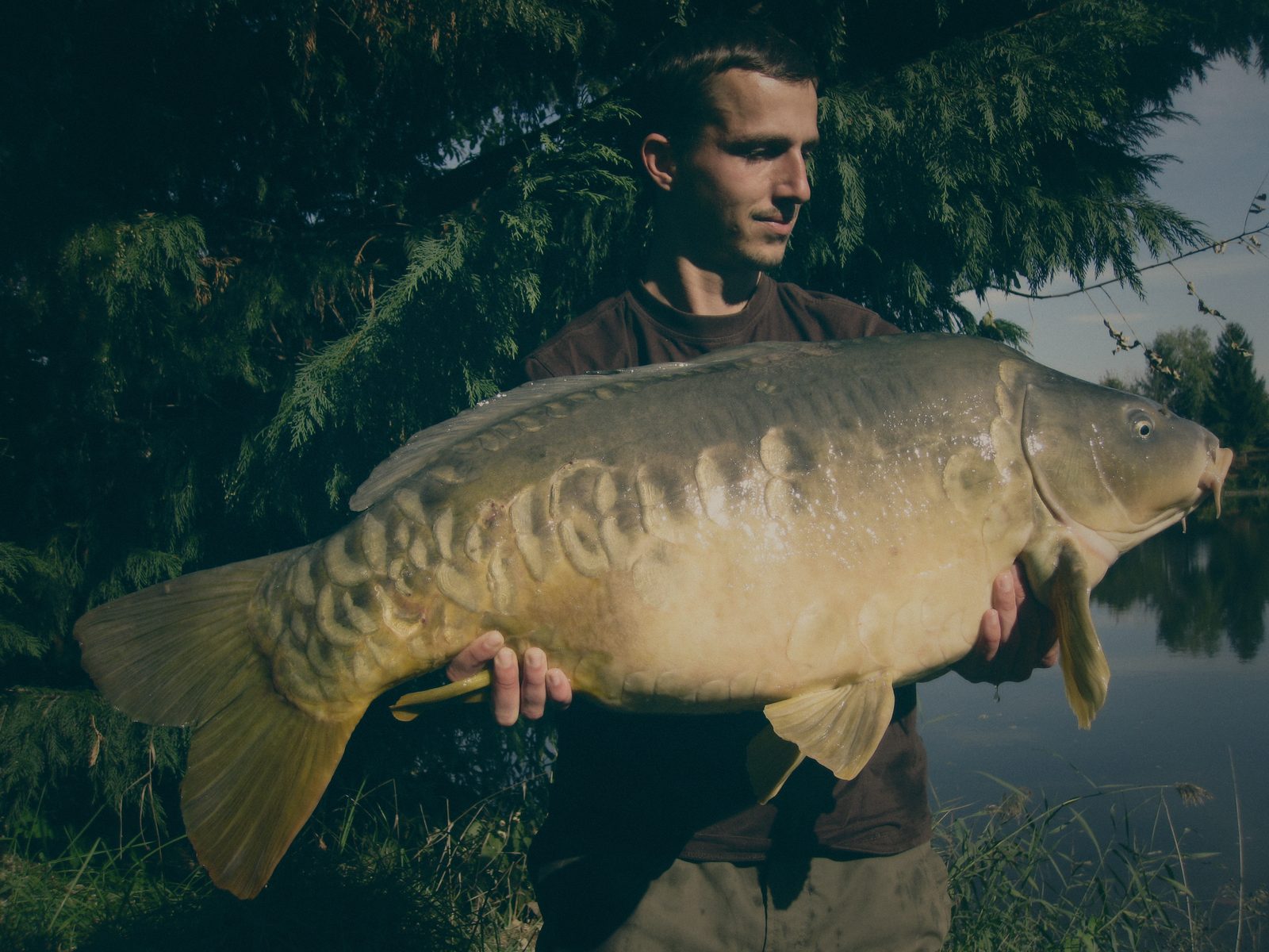 Styria Carp