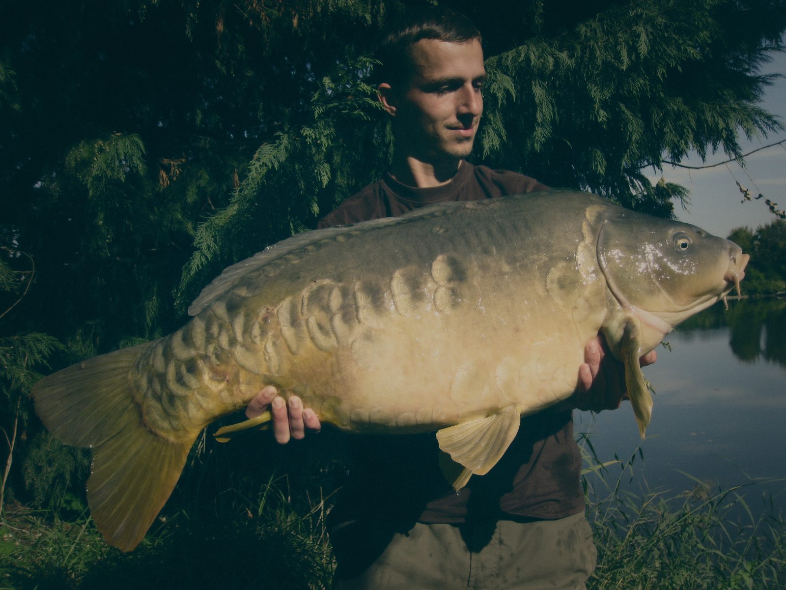 Styria Carp