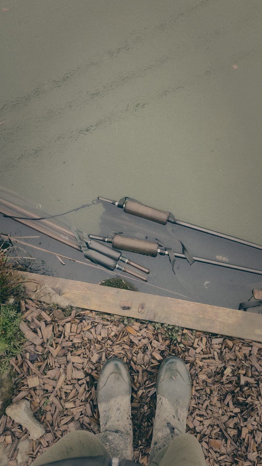 Styria Carp