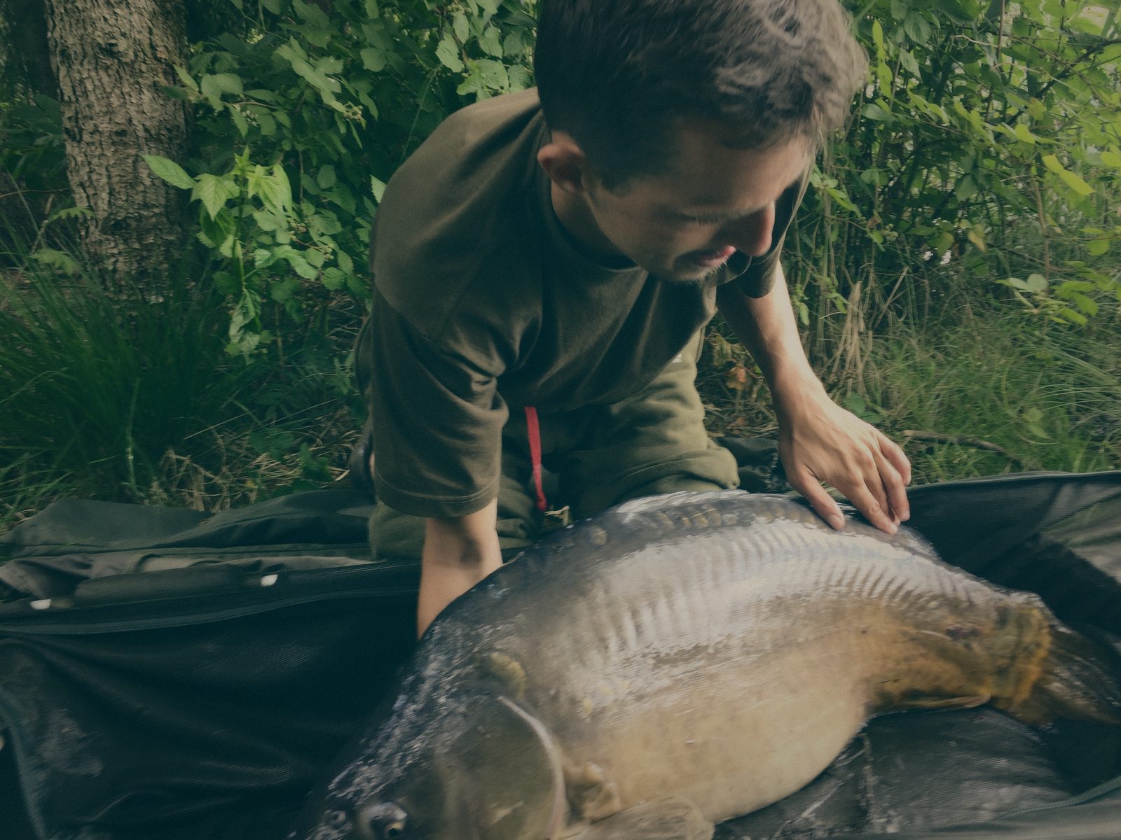 Styria Carp