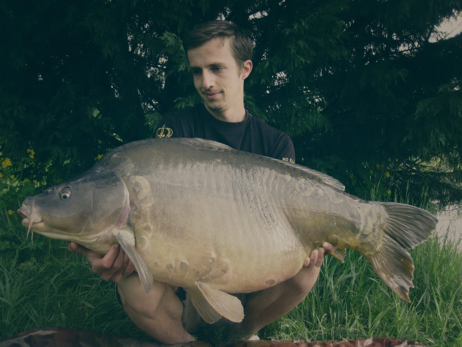 Styria Carp
