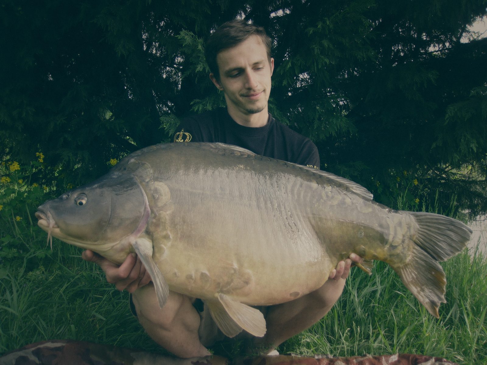 Styria Carp
