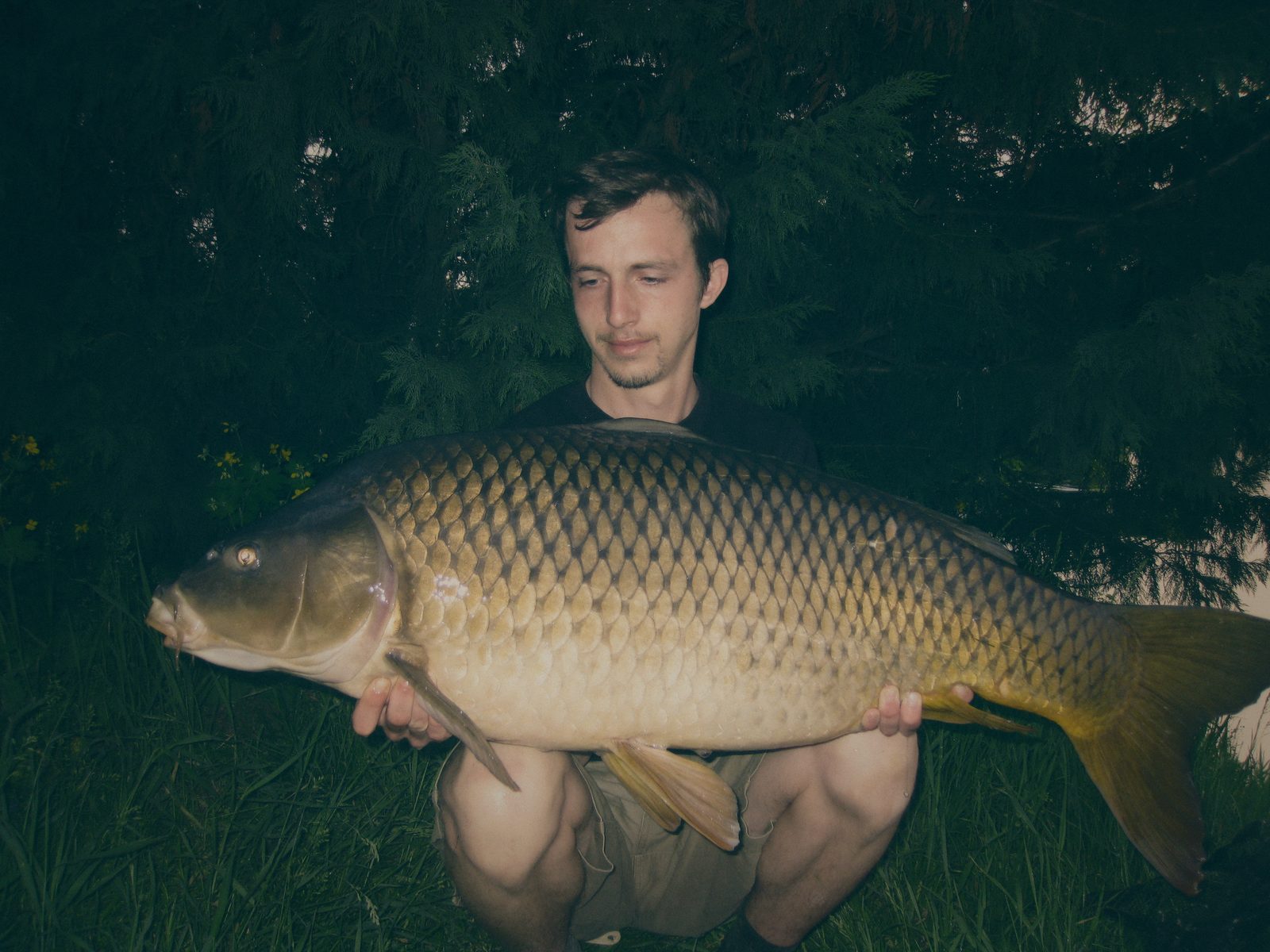 Styria Carp