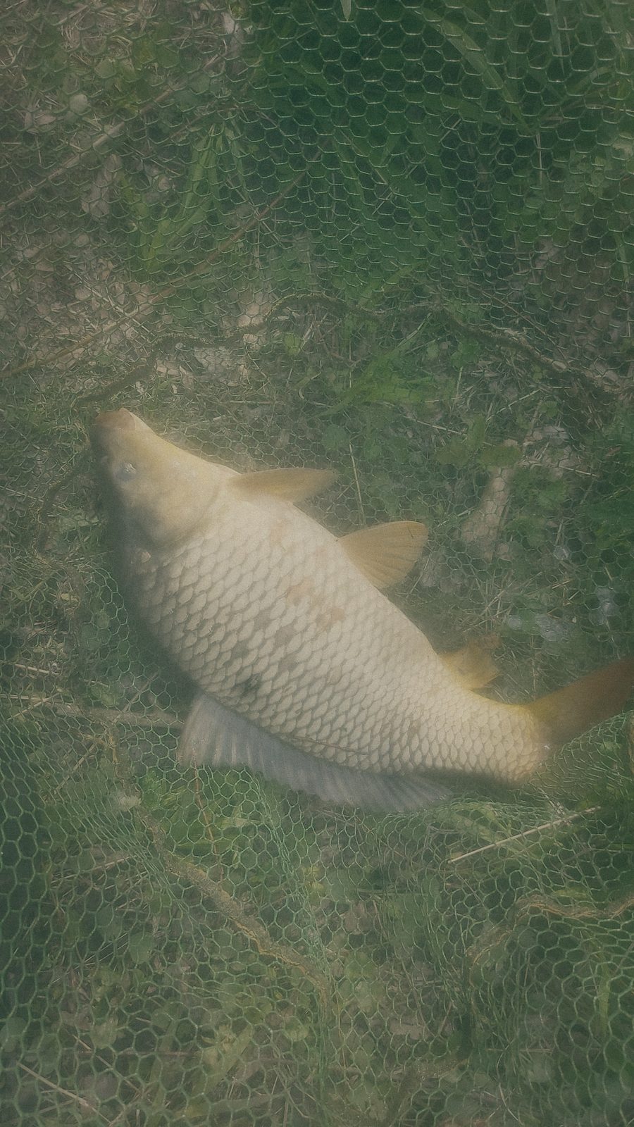 Styria Carp
